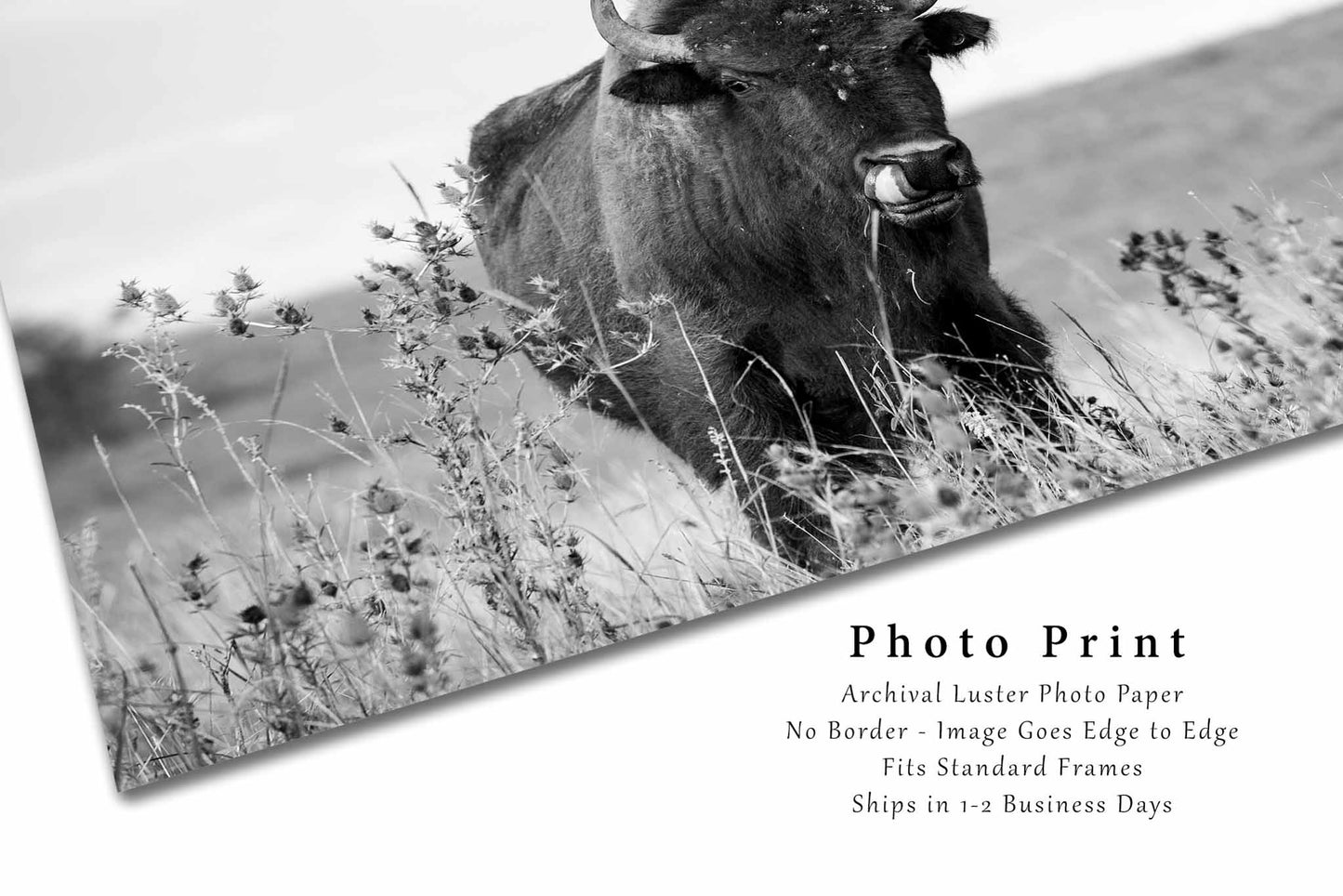 Buffalo Wall Art Photography Print - Black and White Picture of a Bison on the Tallgrass Prairie in Oklahoma - Unframed Animal Artwork Decor