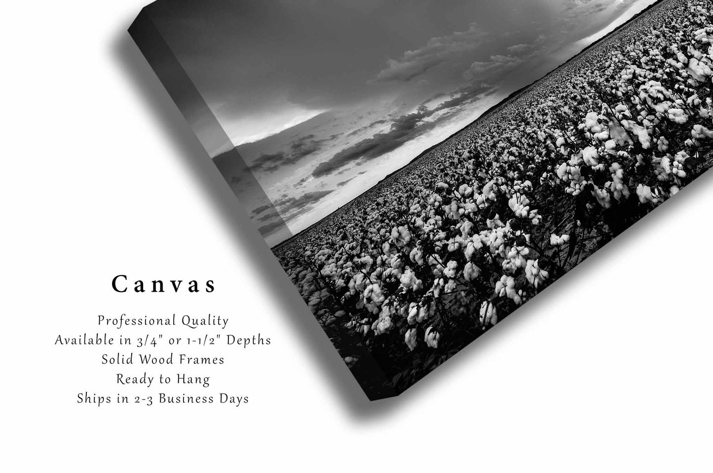 Cotton Field Canvas | Black and White Gallery Wrap | Storm Photography | Oklahoma Wall Art | Farmhouse Decor | Ready to Hang