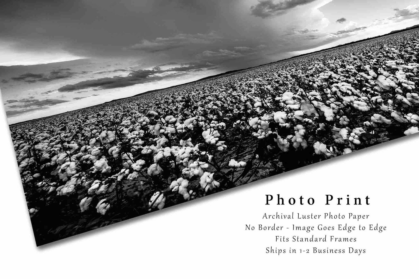 Cotton Field Photography Print | Black and White Picture | Storm Wall Art | Oklahoma Photo | Farmhouse Decor | Not Framed