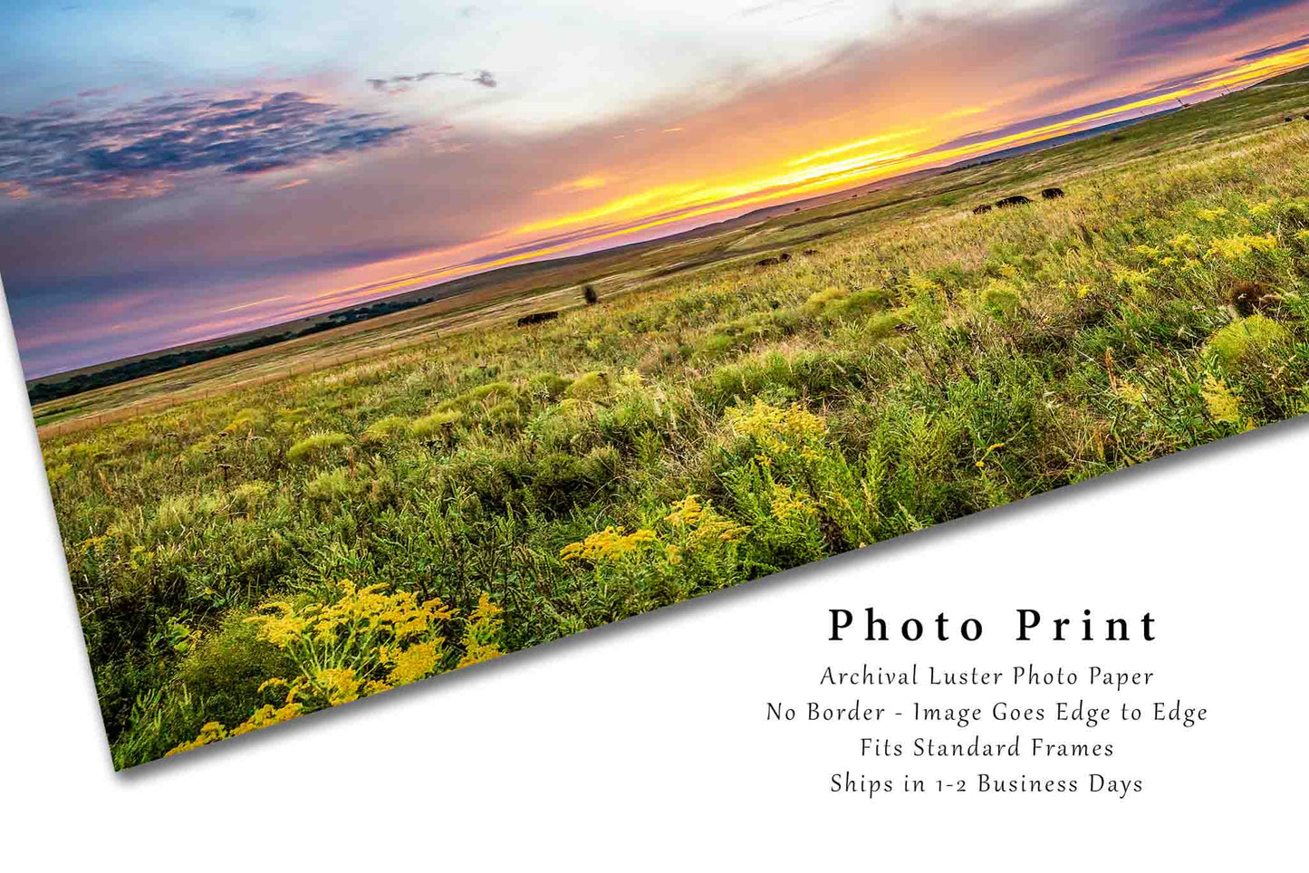 Tallgrass Prairie Photography Print | Great Plains Picture | Sunset Wall Art | Oklahoma Landscape Photo | Western Decor | Not Framed