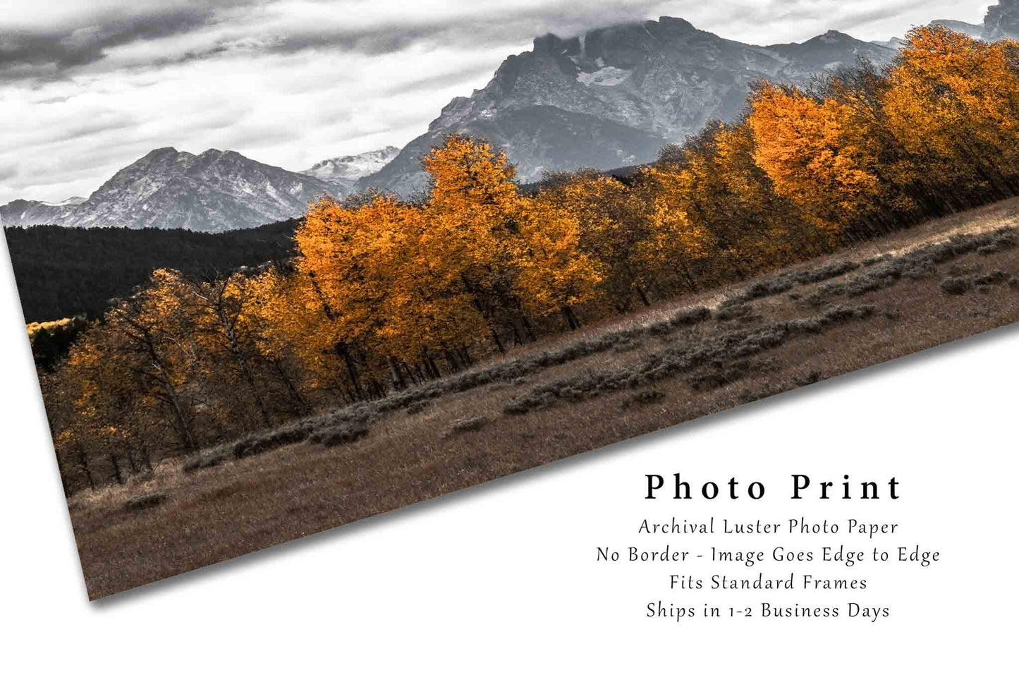 Grand Teton Photography Print - Modern Style Picture of Mt Moran in Black and White with Fall Colors in Aspen Trees in Western Wyoming
