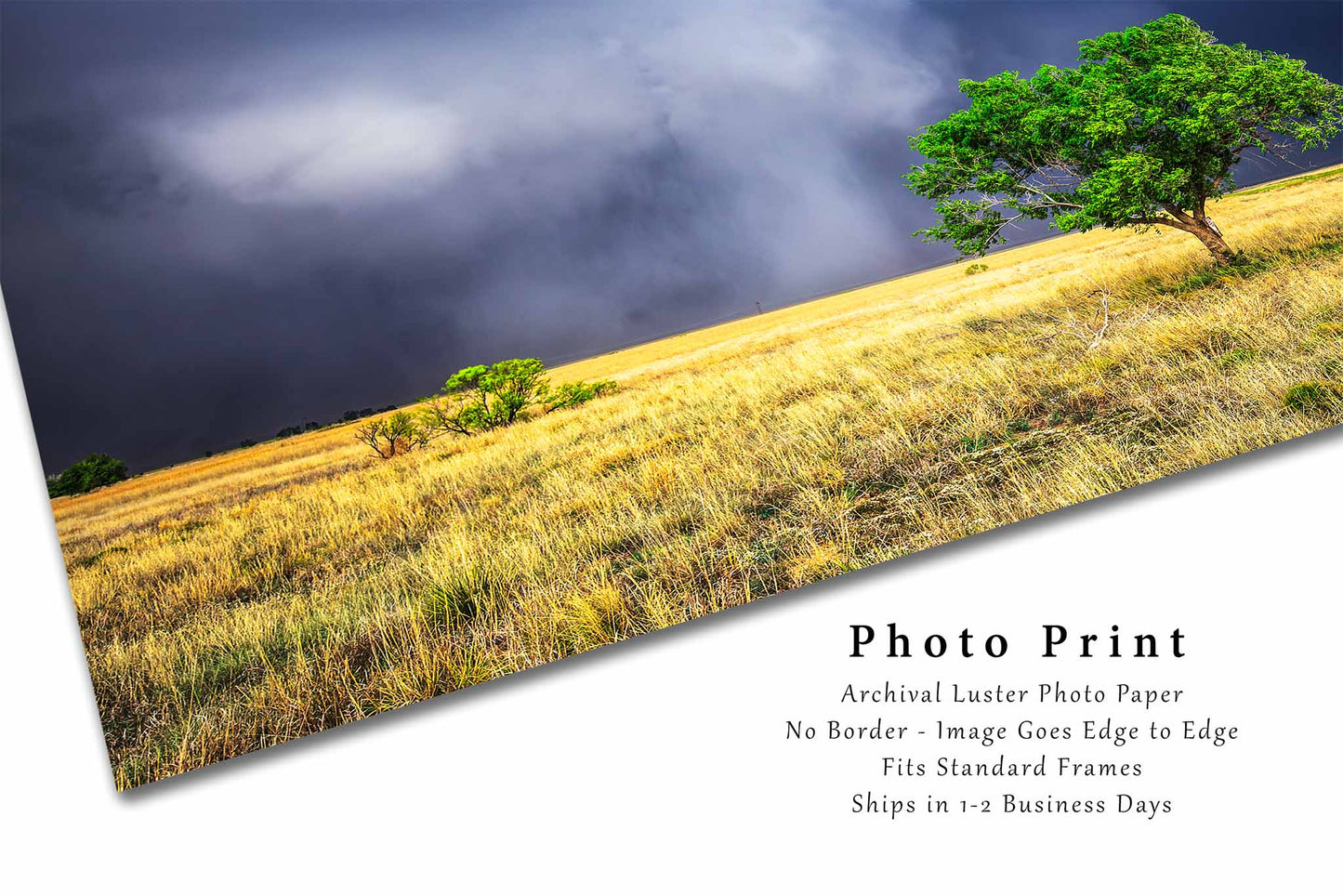 Rain Wrapped Storm Cloud and Lone Tree in Texas Photo Print (Unframed) | Thunderstorm Wall Art Weather Decor
