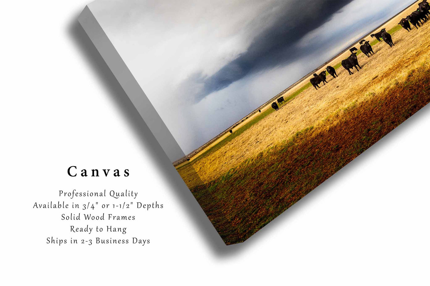 Cow Canvas | Cattle Gallery Wrap | Storm Photography | Texas Wall Art | Western Decor | Ready to Hang