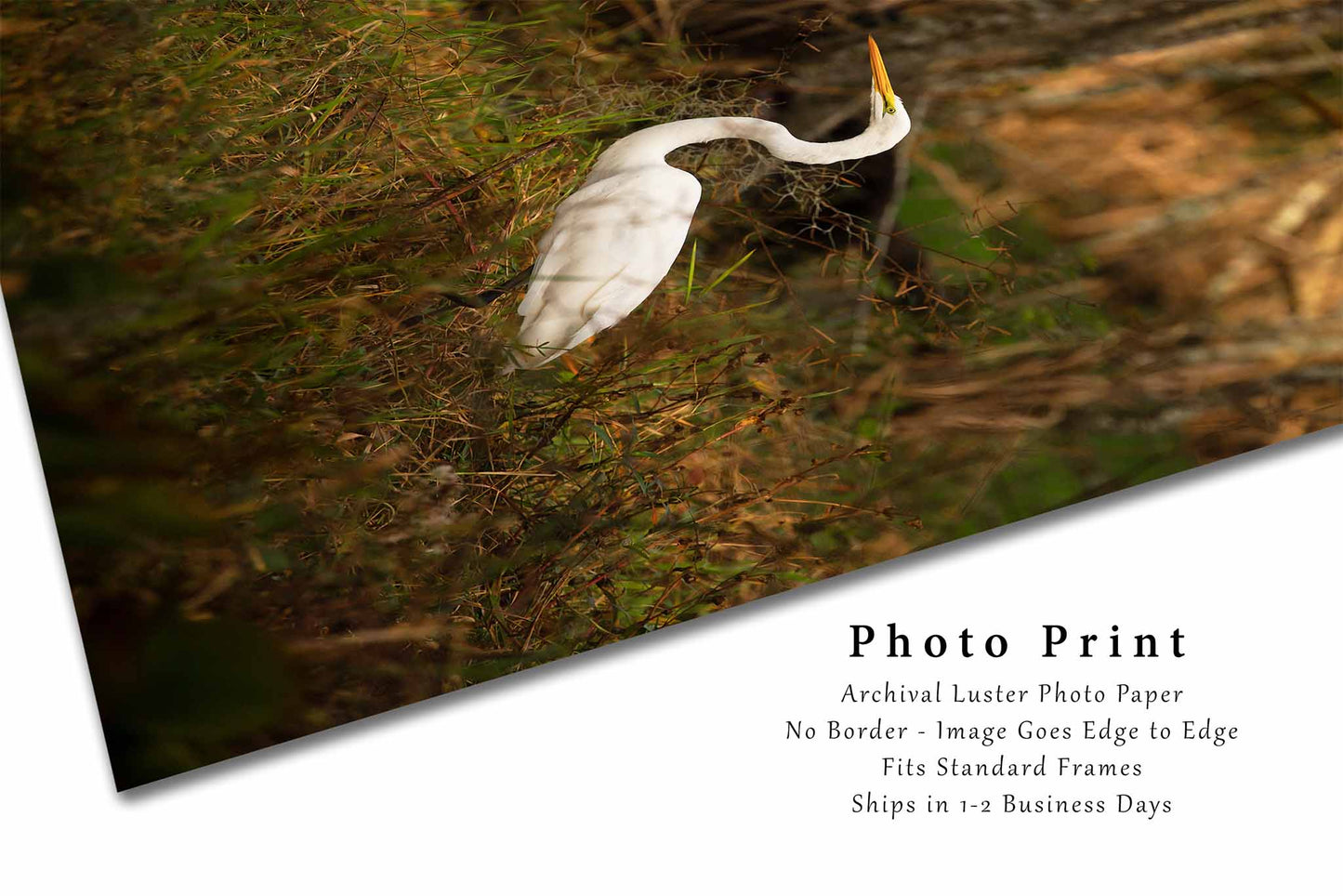 The Great Egret | Swamp Water Bird Photography Print | Vertical Louisiana Bayou Wildlife Wall Art | Unframed