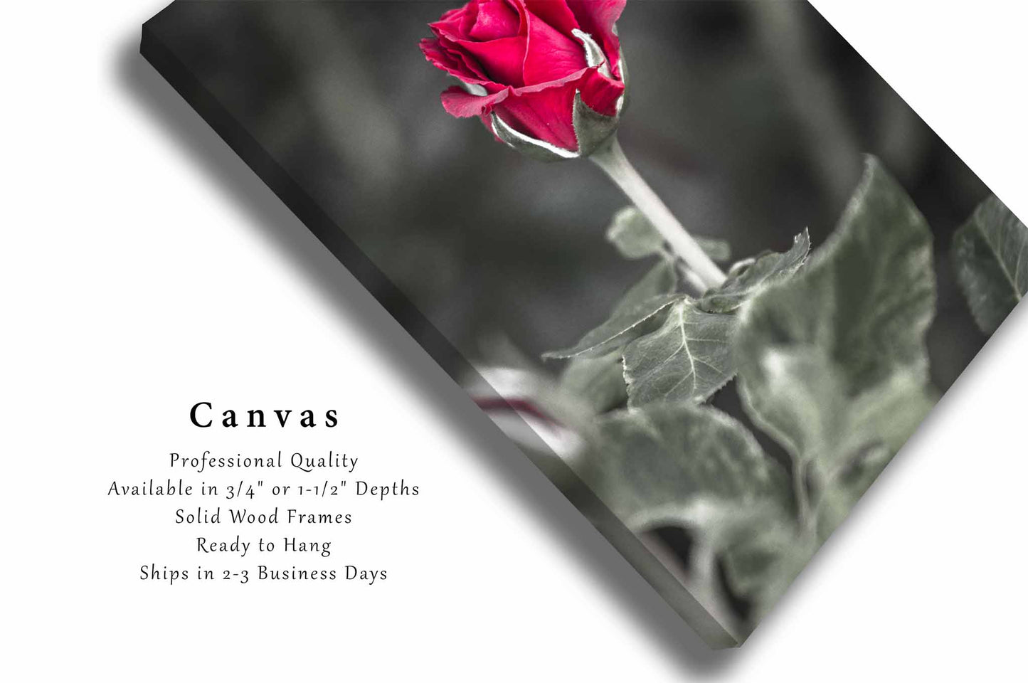 Rose Canvas | Oklahoma Vertical Flower Botanical Floral Wall Art Nature Decor