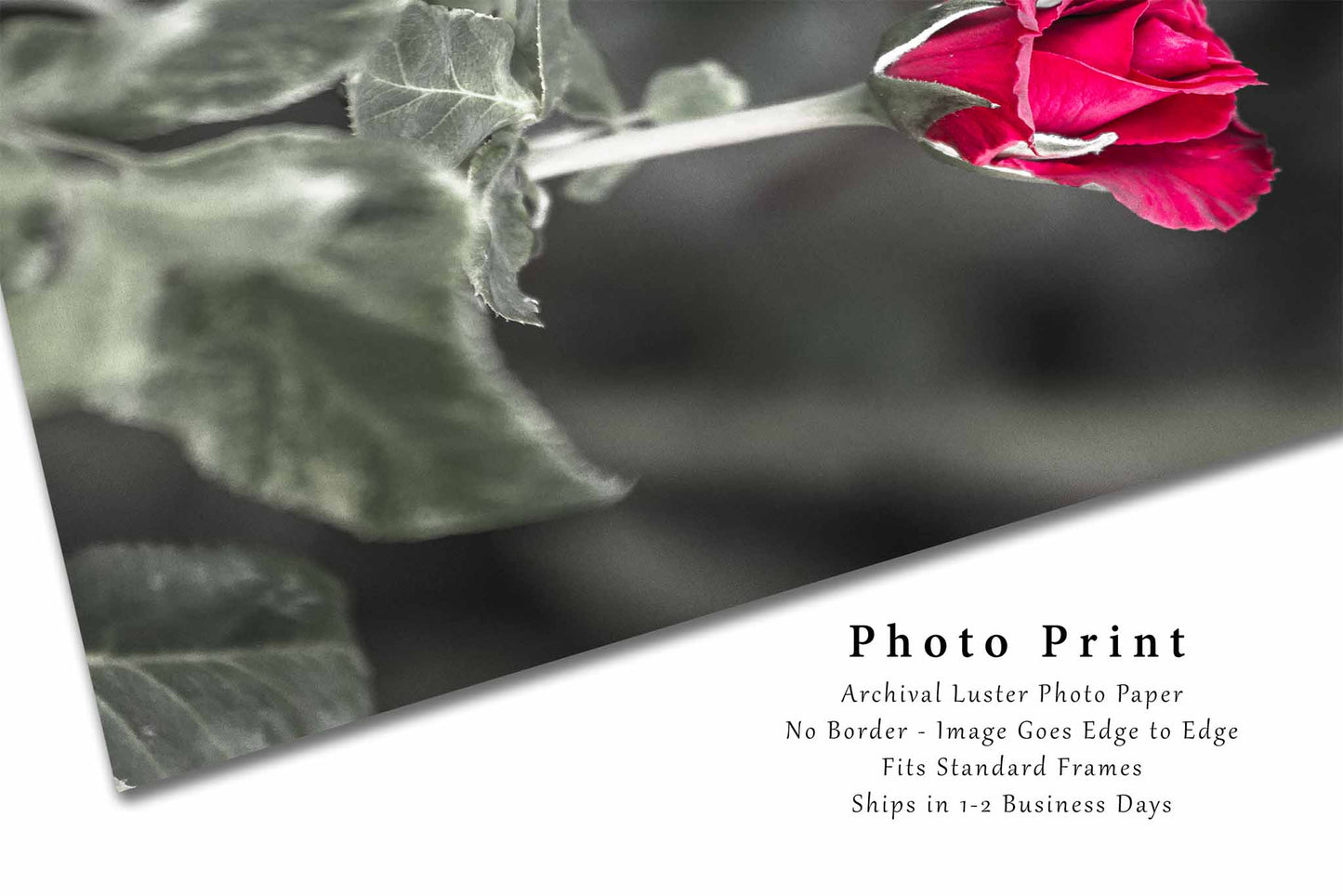 Rose Photography Print | Vertical Flower Picture | Floral Wall Art | Oklahoma Photo | Nature Decor | Not Framed