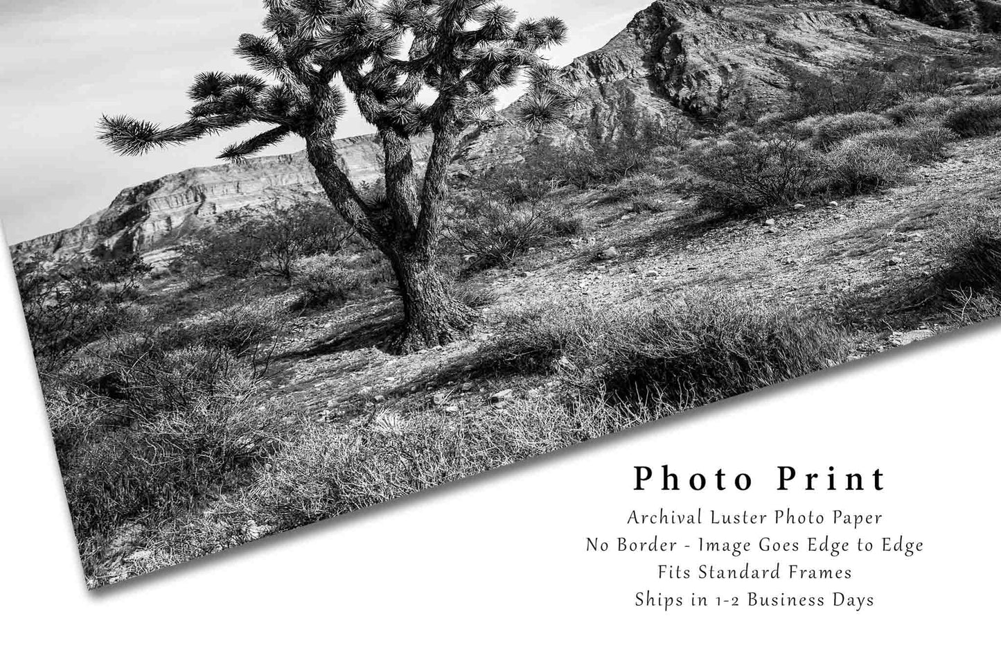 Joshua Tree Photography Print | Desert Picture | Black and White Wall Art | Arizona Photo | Southwestern Decor | Not Framed