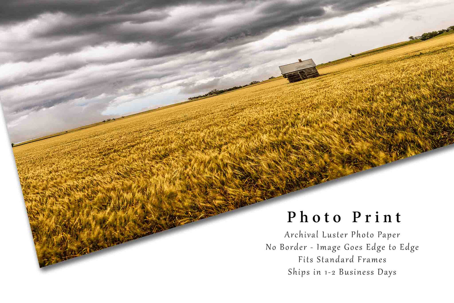 Farm Photo Print | Pump House in Wheat Field Picture | Kansas Wall Art | Country Photography | Farmhouse Decor