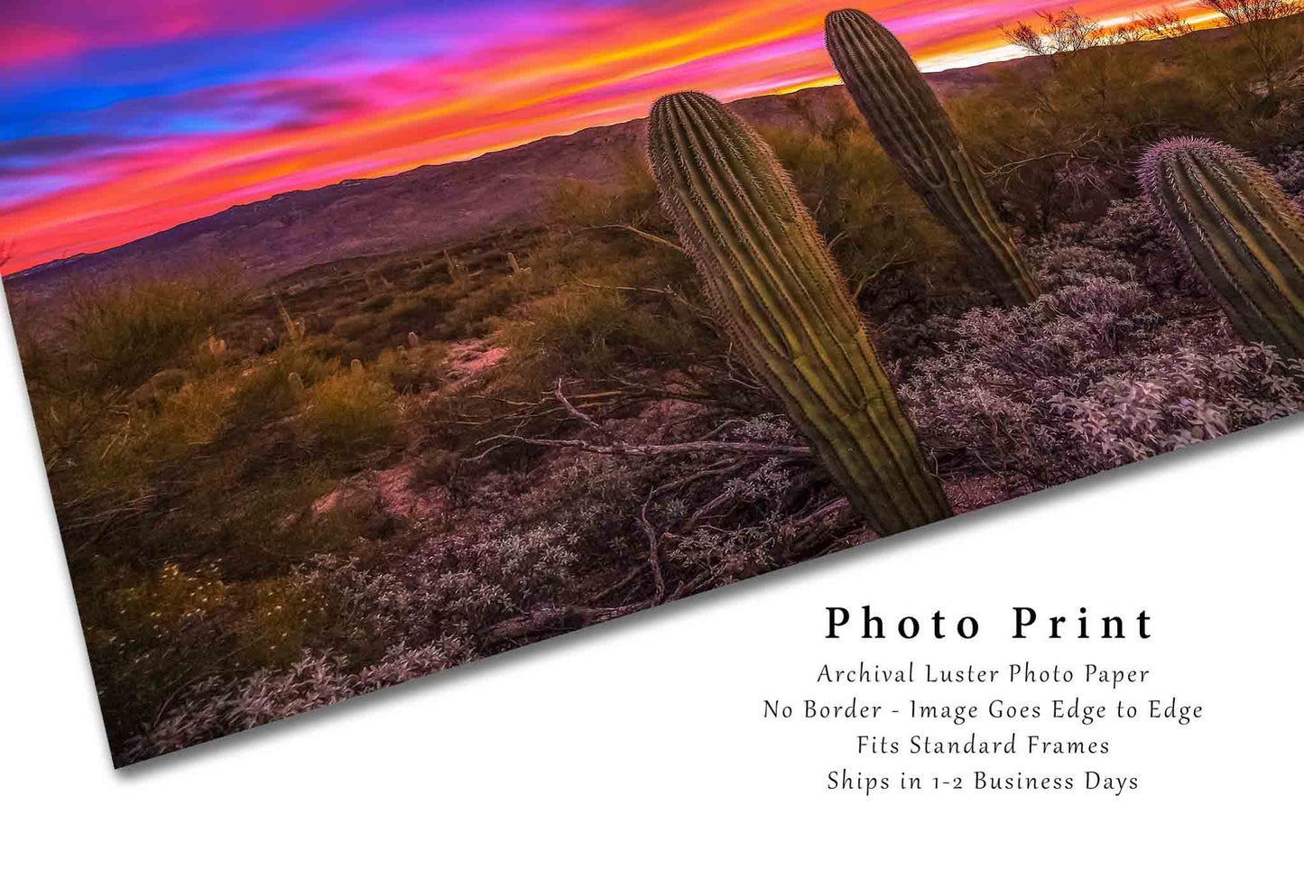 Sonoran Desert Photography Print | Saguaro Cactus Picture | Desert Wall Art | Arizona Photo | Southwestern Decor | Not Framed