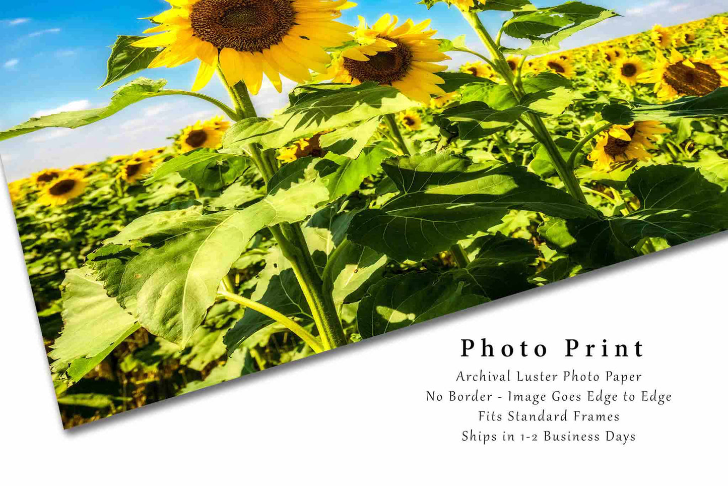 Sunflower Photography Print | Kansas Picture | Botanical Wall Art | Country Photo | Farmhouse Decor | Not Framed