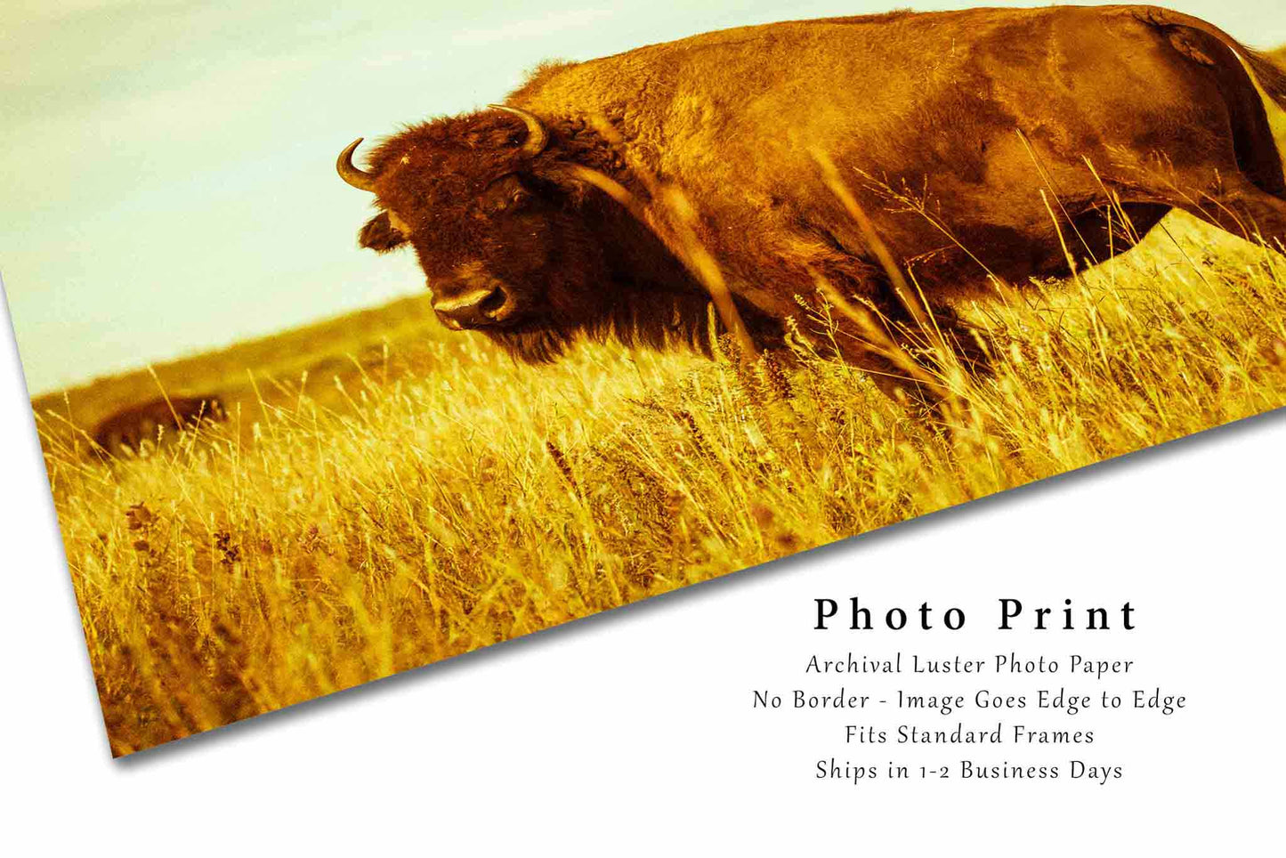 Buffalo Photography Print | Bison Picture | Tallgrass Prairie Wall Art | Oklahoma Photo | Western Decor | Not Framed