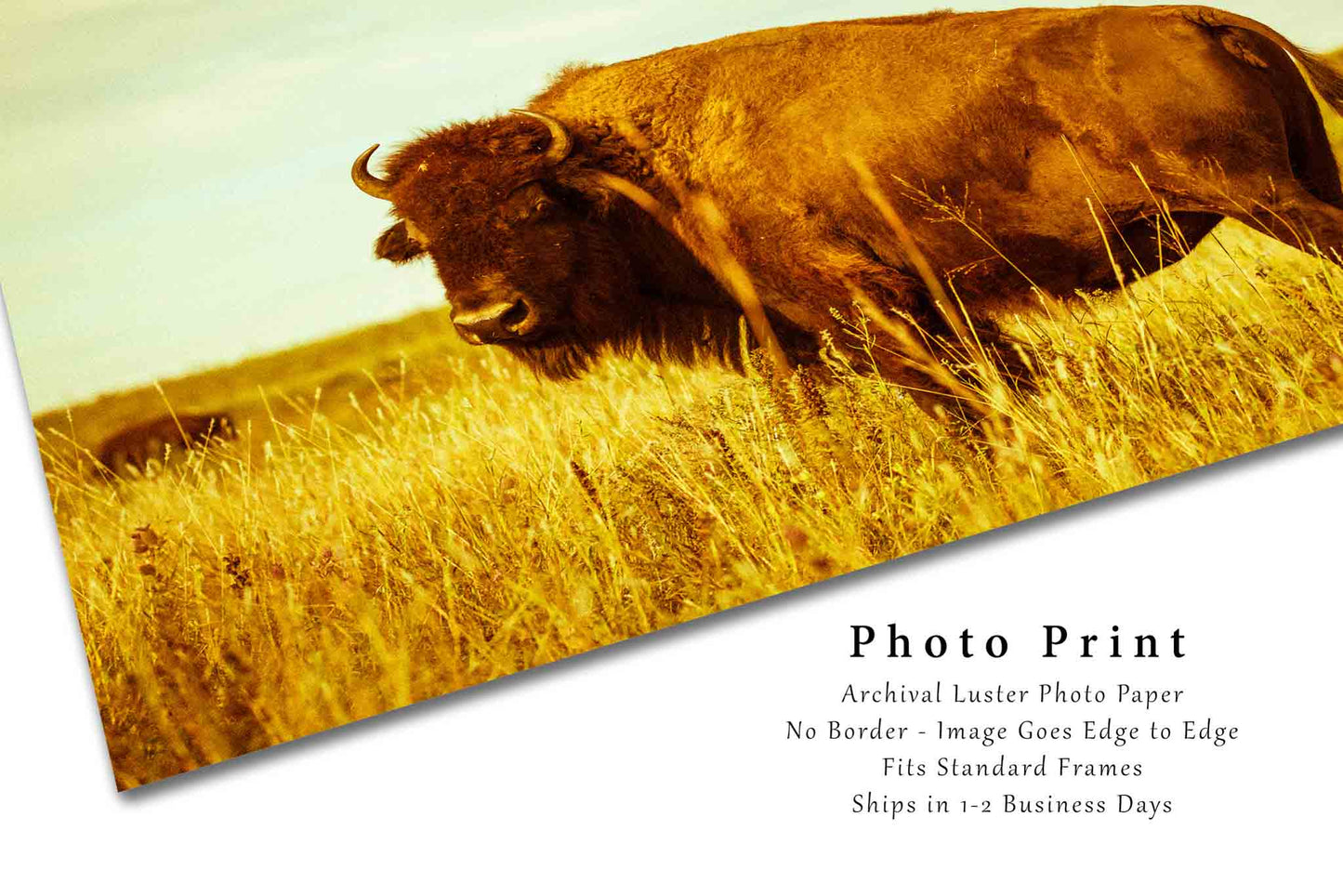 Buffalo Photography Print (Not Framed) Vintage Style Picture of Bison on Tallgrass Prairie in Oklahoma Wildlife Wall Art Western Decor