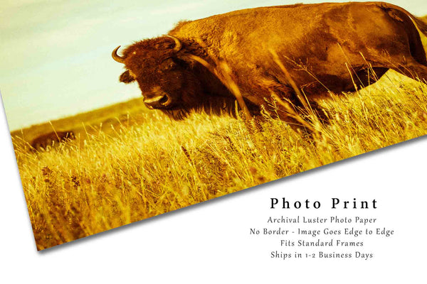 Bison Photo Print | Buffalo Picture | Oklahoma Wall Art | Wildlife Photography | Western Decor