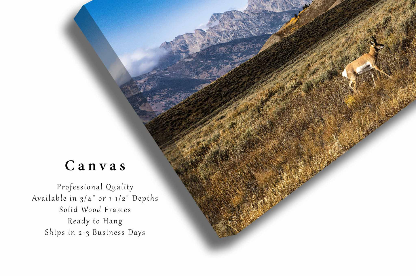 Rocky Mountain Canvas Wall Art (Ready to Hang) Gallery Wrap of Pronghorn Antelope and Grand Teton in Wyoming Wildlife Photography Western Decor