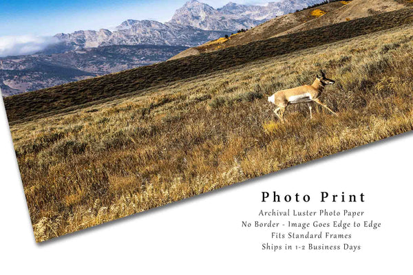 Western Photography Print - Picture of Pronghorn Antelope Walking in Grand Teton National Park Wyoming Rocky Mountain Wildlife Animal Photo Decor