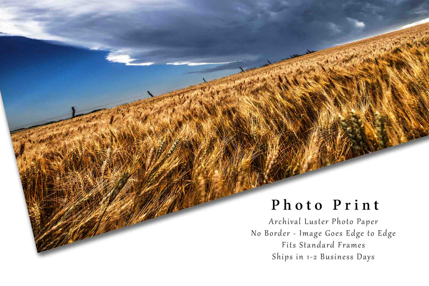 Country Photography Print (Not Framed) Picture of Thunderstorm Brewing Over Amber Wheat Field on Stormy Spring Day in Kansas Farm Wall Art Great Plains Decor