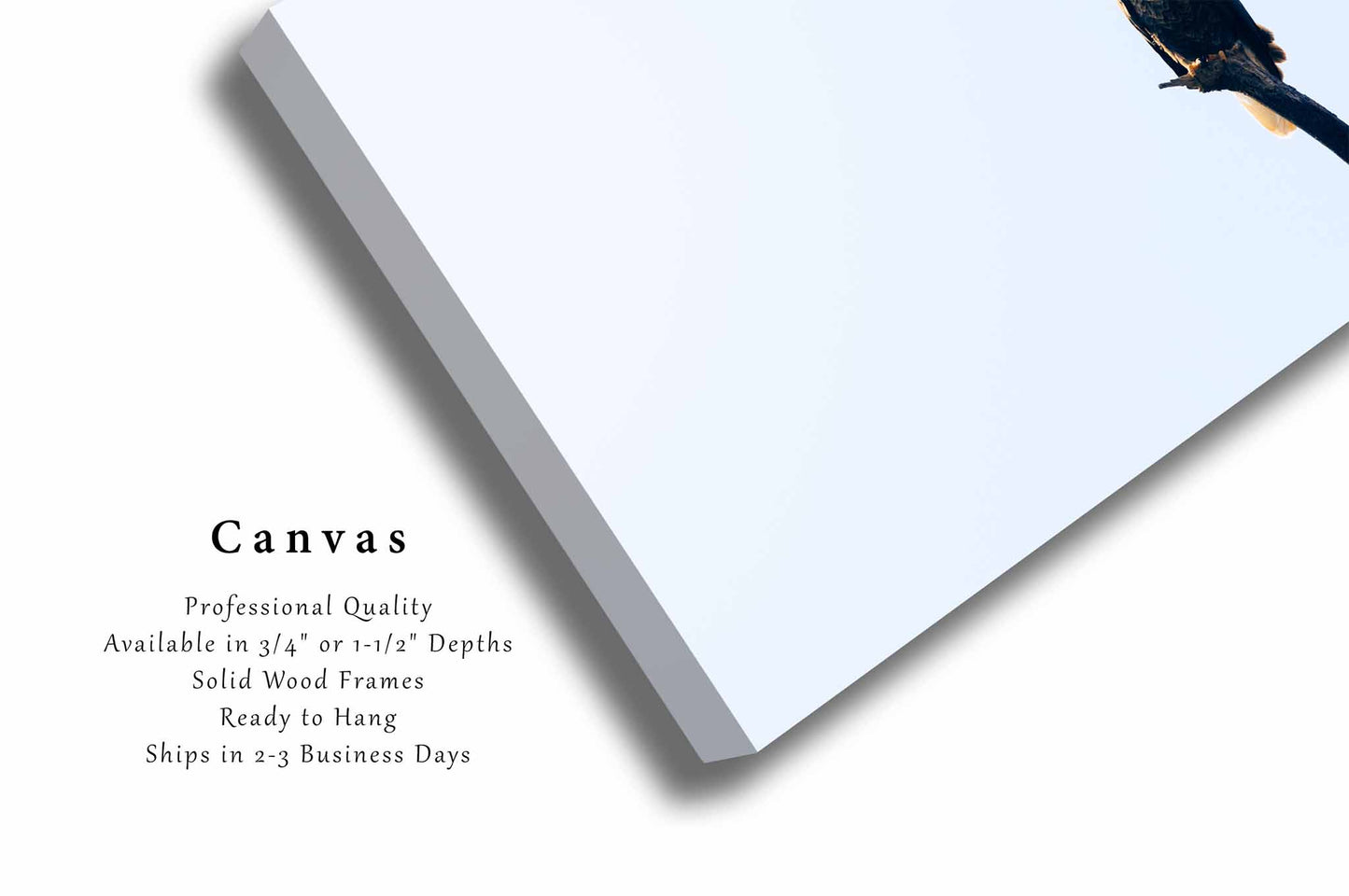 Bald Eagle Canvas | Wildlife Gallery Wrap | National Bird Photography | Oklahoma Wall Art | Nature Decor | Ready to Hang