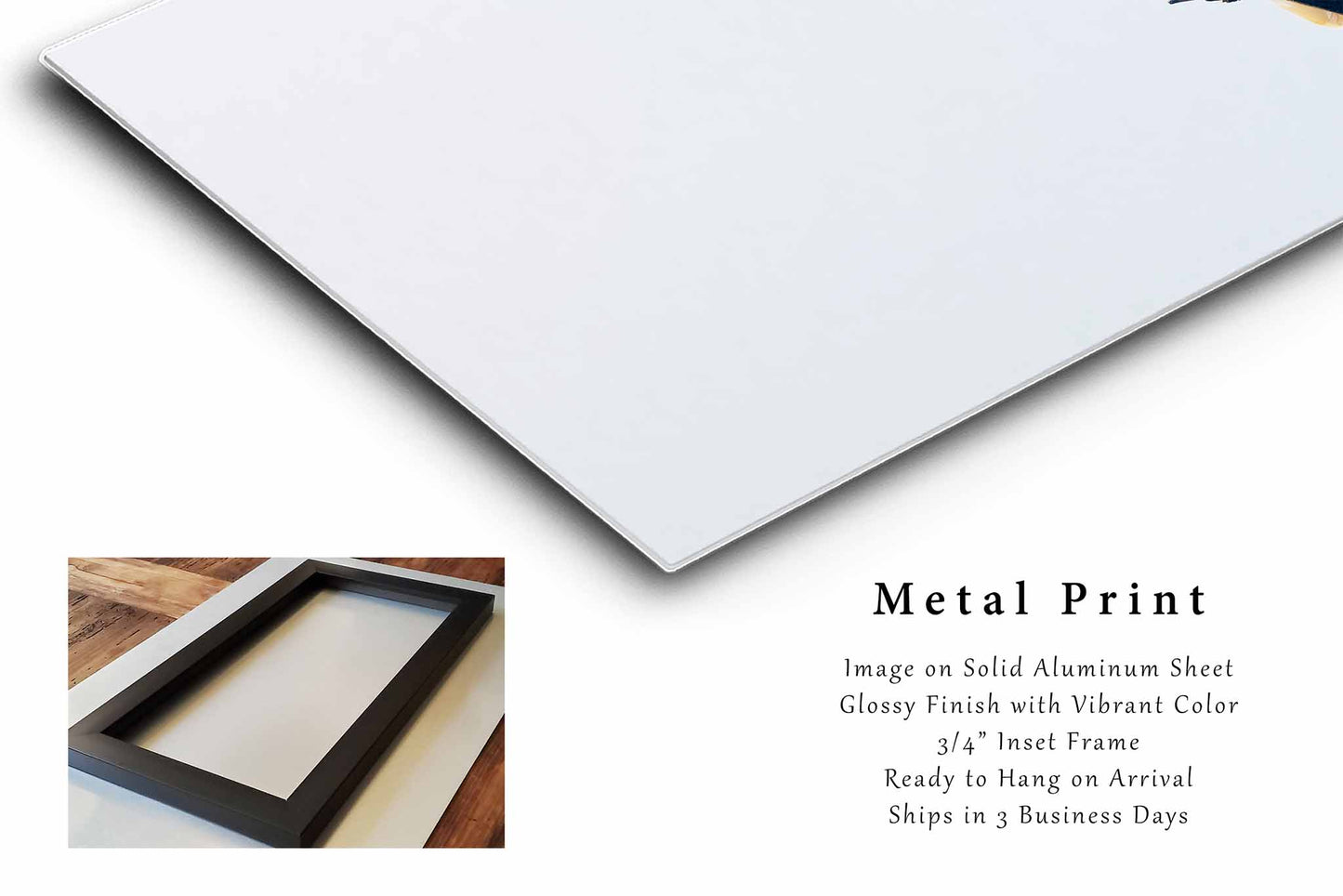 Bald Eagle Metal Print | Wildlife Photography | National Bird Wall Art | Oklahoma Photo | Nature Decor | Ready to Hang