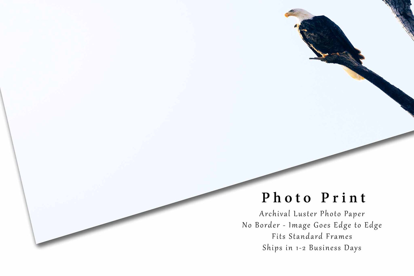 Bald Eagle Photography Print | Wildlife Picture | National Bird Wall Art | Oklahoma Photo | Nature Decor | Not Framed