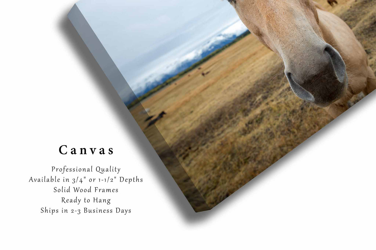 Horse Canvas | Equine Gallery Wrap | Grand Teton National Park Photography | Wyoming Wall Art | Western Decor | Ready to Hang