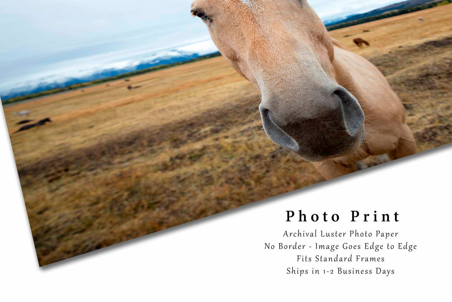 Horse Photography Print | Equine Picture | Grand Teton National Park Wall Art | Wyoming Photo | Western Decor | Not Framed