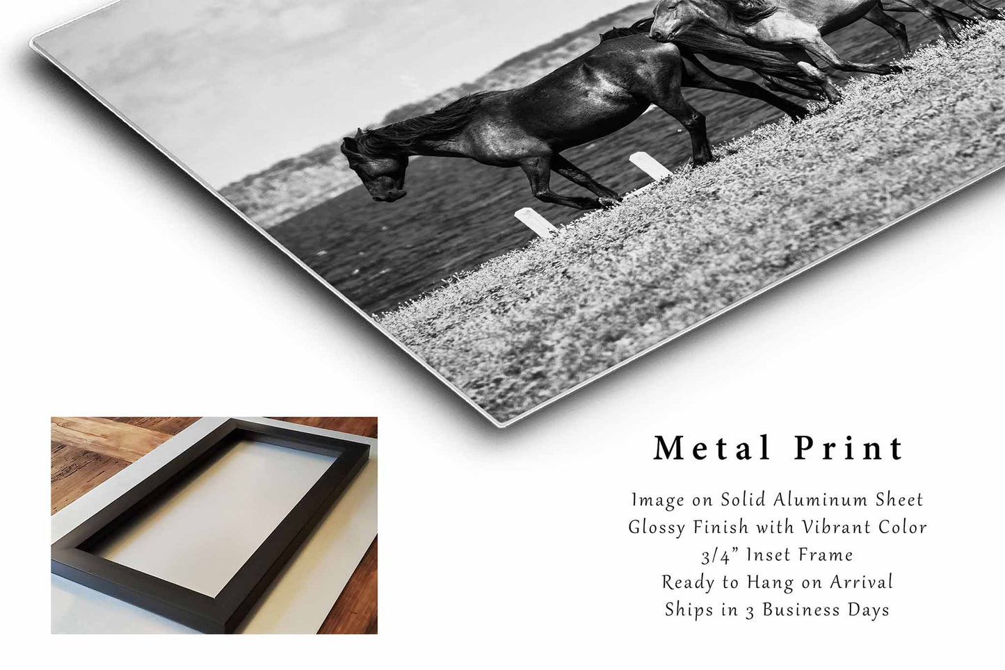 Wild Horses Metal Print | Outer Banks North Carolina Black and White OBX Coastal Photography Wall Art Decor