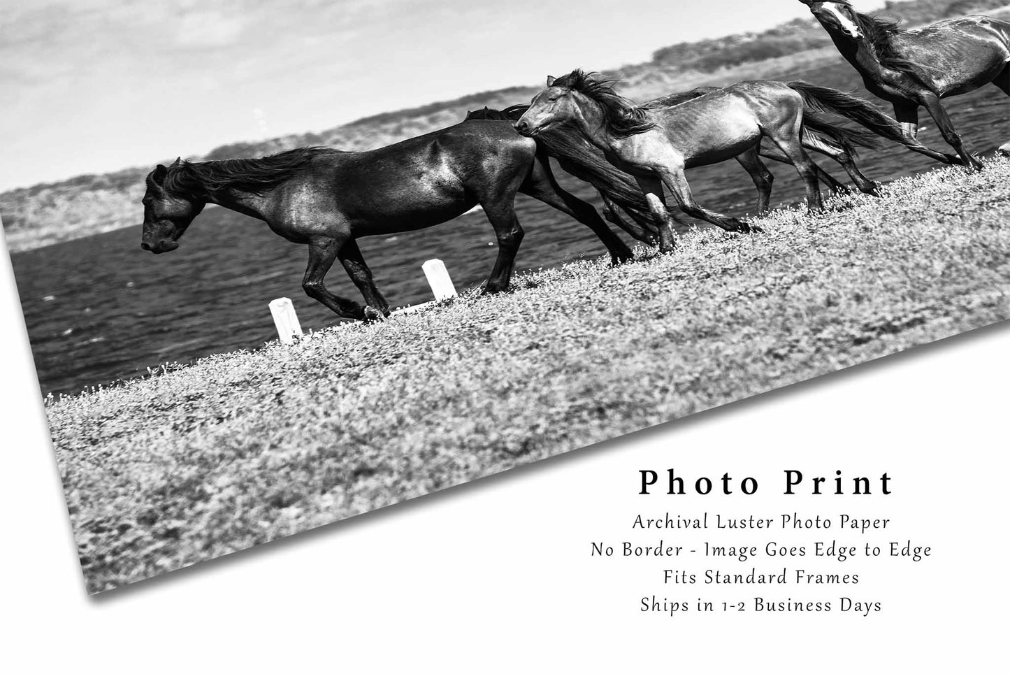 Wild Horses Along Coastal Inlet in North Carolina Photo Print (Unframed) | Black and White Outer Banks Wall Art OBX Decor