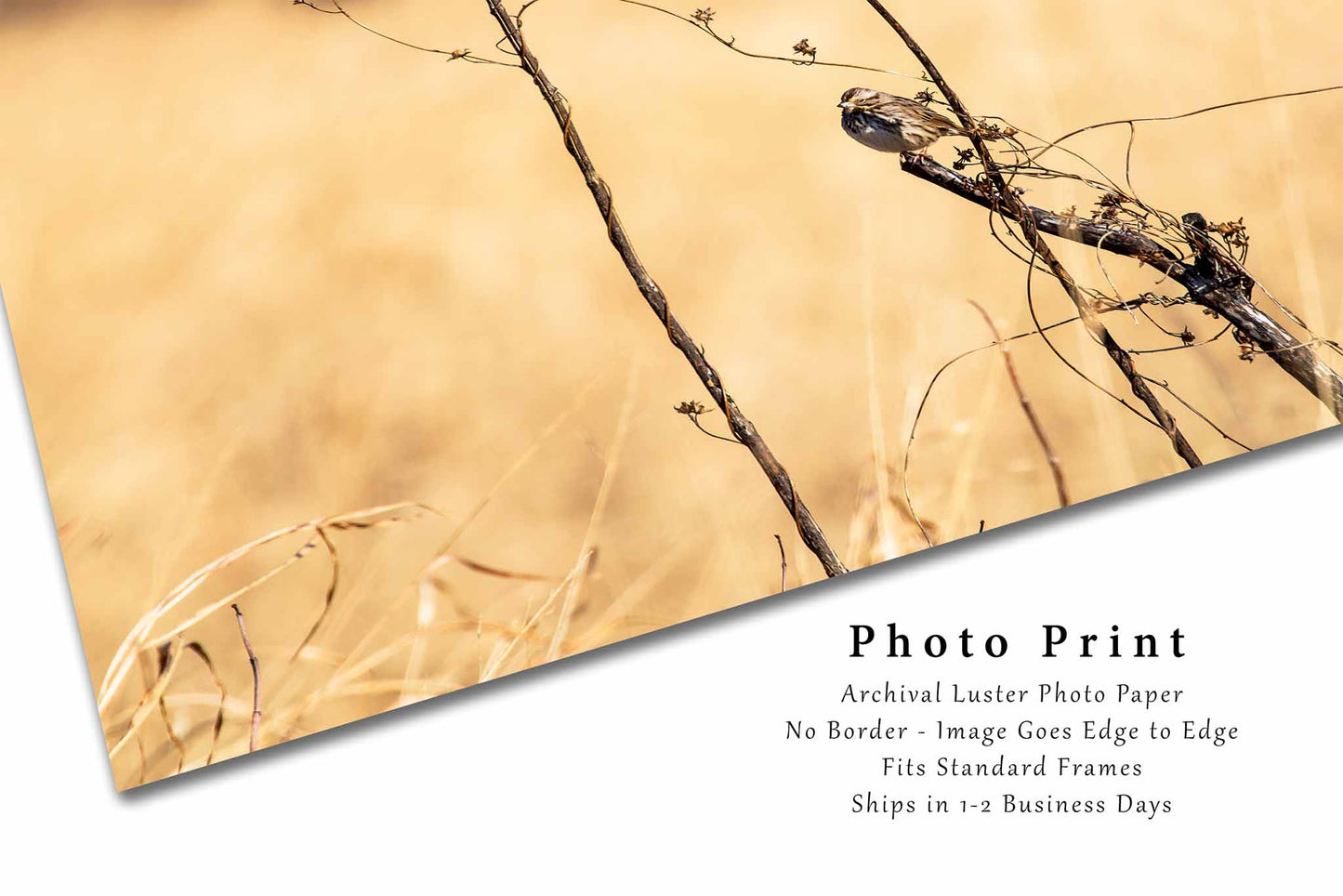 Bird Photography Print | Prairie Picture | Winter Wall Art | Oklahoma Photo | Nature Decor | Not Framed