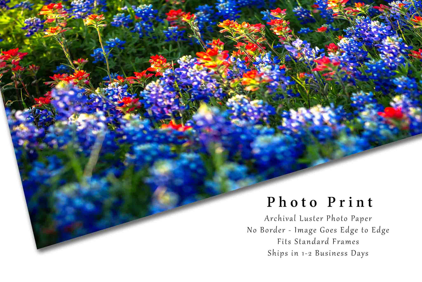 Wildflower Photography Print (Not Framed) Picture of Bluebonnets and Indian Paintbrush in Texas Flower Wall Art Floral Decor