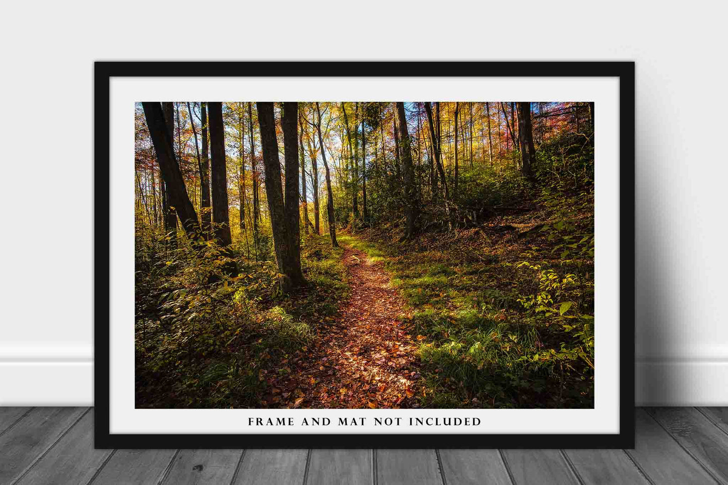 Forest Photo Print | Hiking Trail Picture | Tennessee Wall Art | Landscape Photography | Great Smoky Mountains Decor