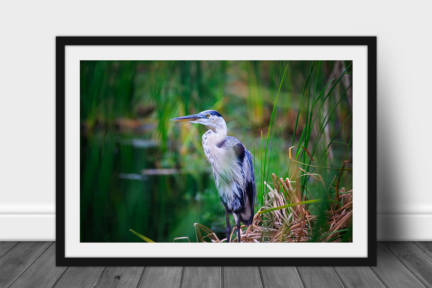 Framed and matted wildlife print of a Great Blue Heron perched on the bank of a pond on Pinckney Island, South Carolina by Sean Ramsey of Southern Plains Photography.