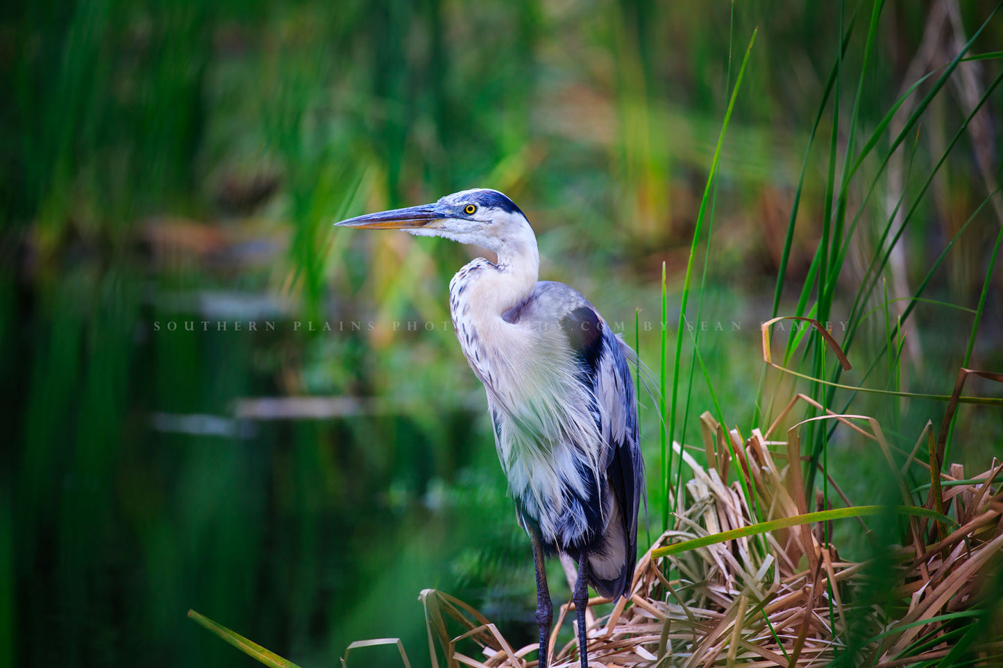 Wildlife photography print of a Great Blue Heron perched on a bank along a pond on Pinckney Island, South Carolina by Sean Ramsey of Southern Plains Photography.