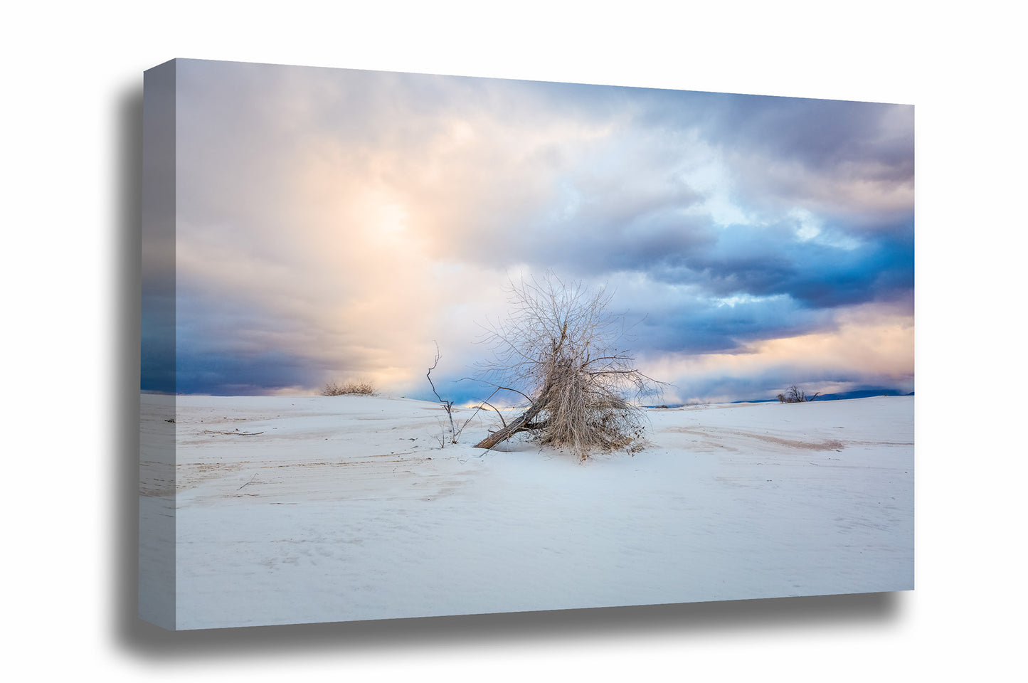Southwestern gallery wrapped canvas wall art of a tree under a dramatic morning sky at White Sands National Park near Alamogordo, New Mexico by Sean Ramsey of Southern Plains Photography.