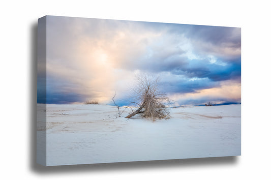 Southwestern gallery wrapped canvas wall art of a tree under a dramatic morning sky at White Sands National Park near Alamogordo, New Mexico by Sean Ramsey of Southern Plains Photography.