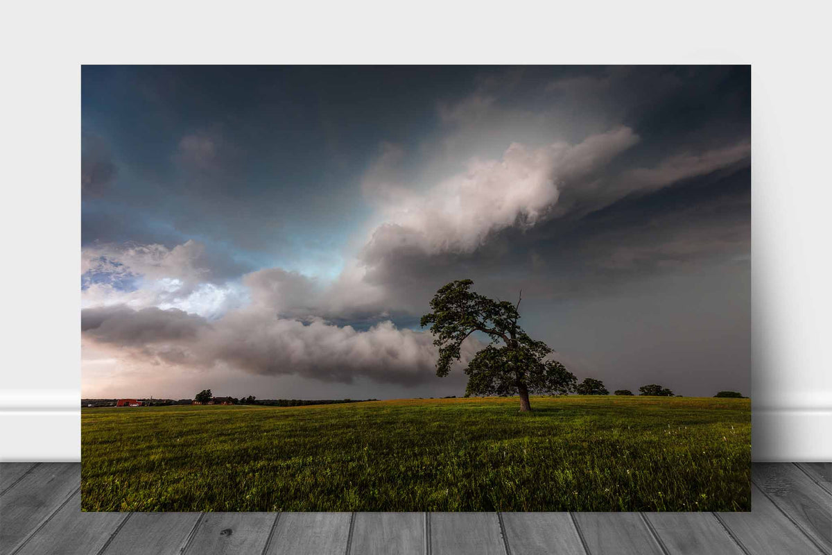 Thunderstorm aluminum metal print wall art of a lone tree bending toward storm clouds on a stormy day on the plains of Oklahoma by Sean Ramsey of Southern Plains Photography.