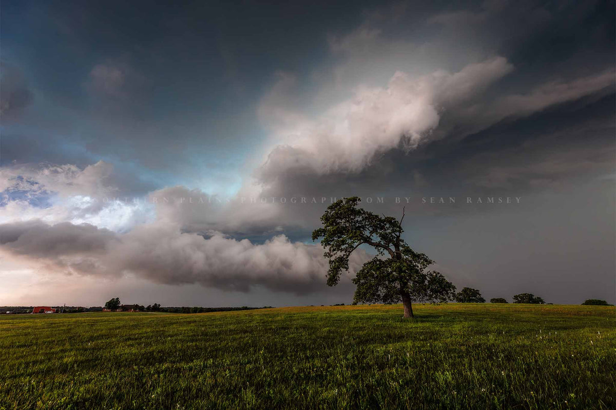 Thunderstorm photography print of a lone tree bending toward storm clouds on a stormy day on the plains of Oklahoma by Sean Ramsey of Southern Plains Photography.