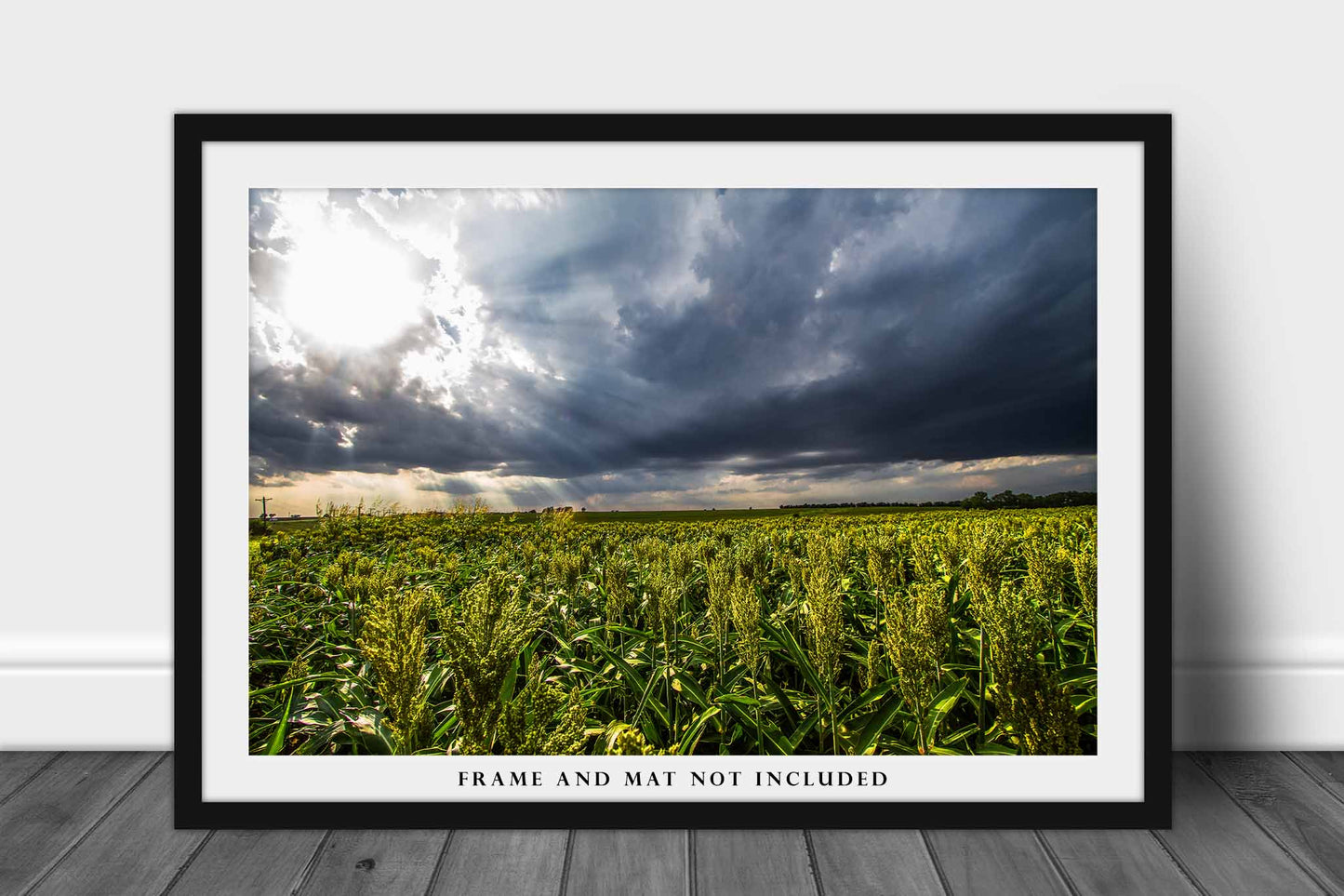 Farm Photography Print (Not Framed) Picture of Sunshine on Maize Field in Kansas Agriculture Wall Art Farmhouse Decor