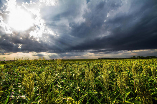 Farm photography print of sunlight shining down on a maize field on a stormy late summer day in Kansas by Sean Ramsey of Southern Plains Photography.