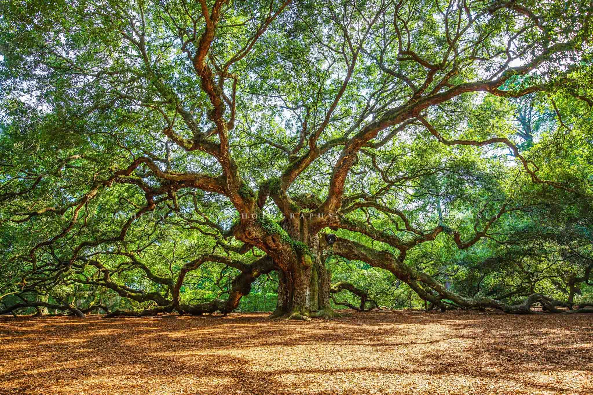Nature photography print of the historic Angel Oak Tree on a summer day near Charleston, SC by Sean Ramsey of Southern Plains Photography.