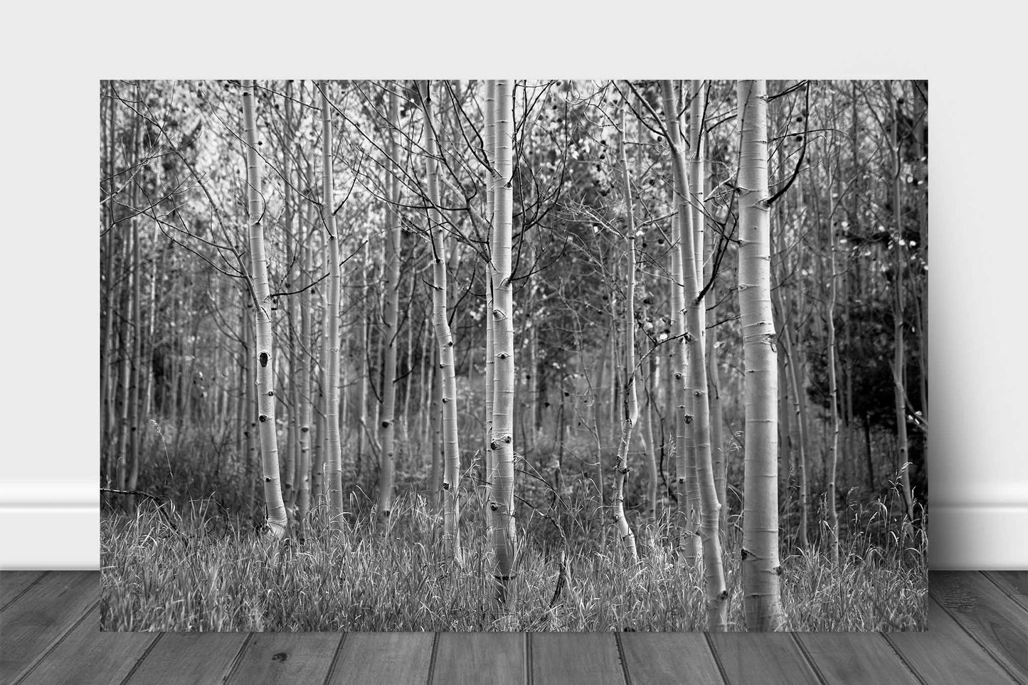 Black and white Rocky Mountain aluminum metal print wall art of aspen trees on an autumn day in Colorado by Sean Ramsey of Southern Plains Photography.