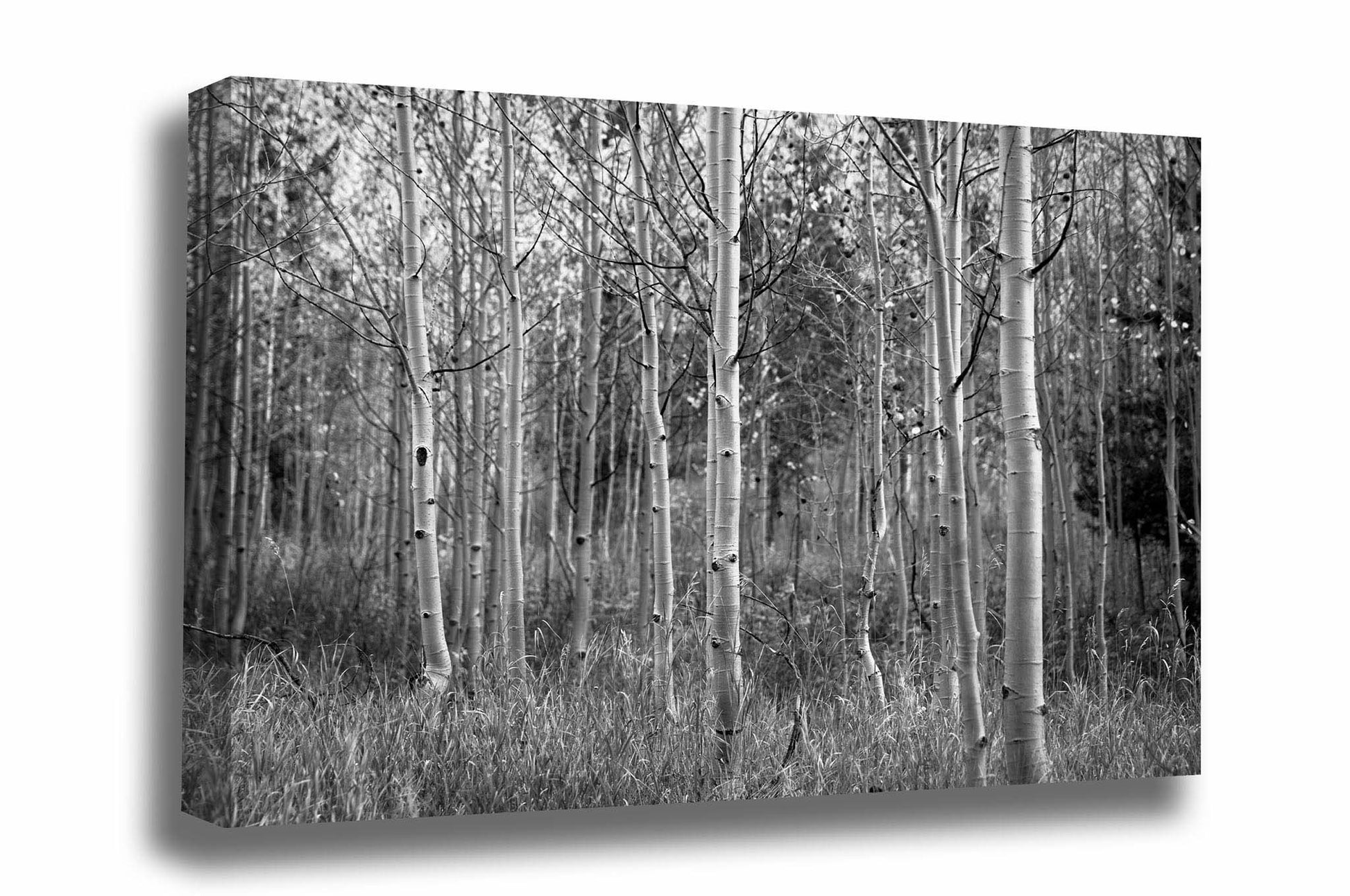 Black and white Rocky Mountain canvas wall art of aspen trees on an autumn day in Colorado by Sean Ramsey of Southern Plains Photography.