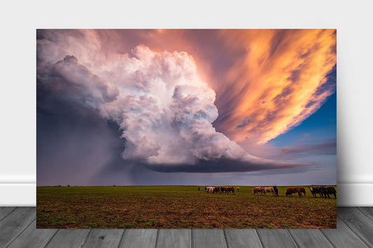 Storm aluminum metal print wall art of a supercell thunderstorm erupting over a field full of cattle on a stormy spring evening in Kansas by Sean Ramsey of Southern Plains Photography.