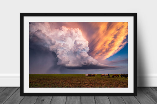 Framed and matted storm print of a supercell thunderstorm erupting over a field full of cattle on a stormy spring evening in Kansas by Sean Ramsey of Southern Plains Photography.
