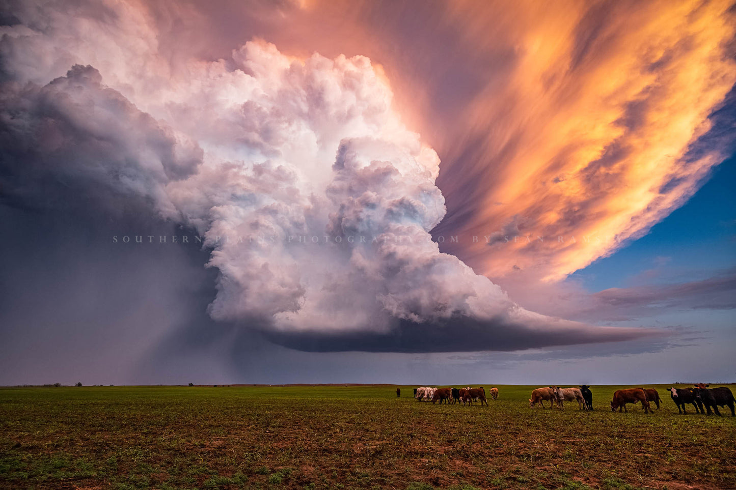 Storm photography print of a supercell thunderstorm erupting over a field full of cattle on a stormy spring evening in Kansas by Sean Ramsey of Southern Plains Photography.