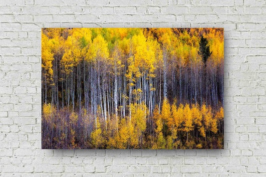 Rocky Mountain abstract metal print of aspen trees appearing as a reflection on the side of a mountain on an autumn day at the Maroon Bells in Colorado by Sean Ramsey of Southern Plains Photography.