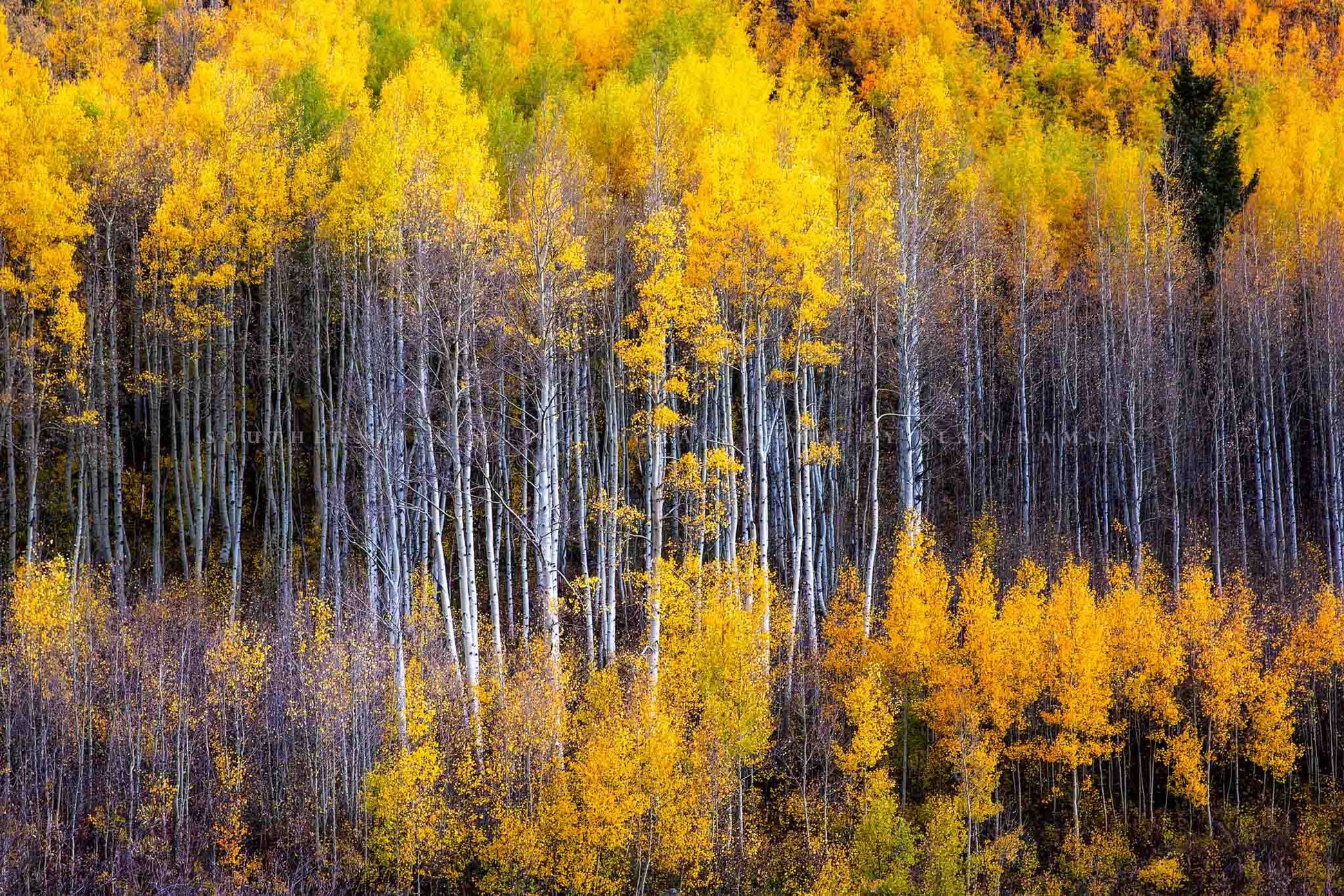 Nature photography print of golden aspen trees with fall color appearing as a reflection on a side of a mountain on an autumn day at the Maroon Bells in Colorado by Sean Ramsey of Southern Plains Photography.