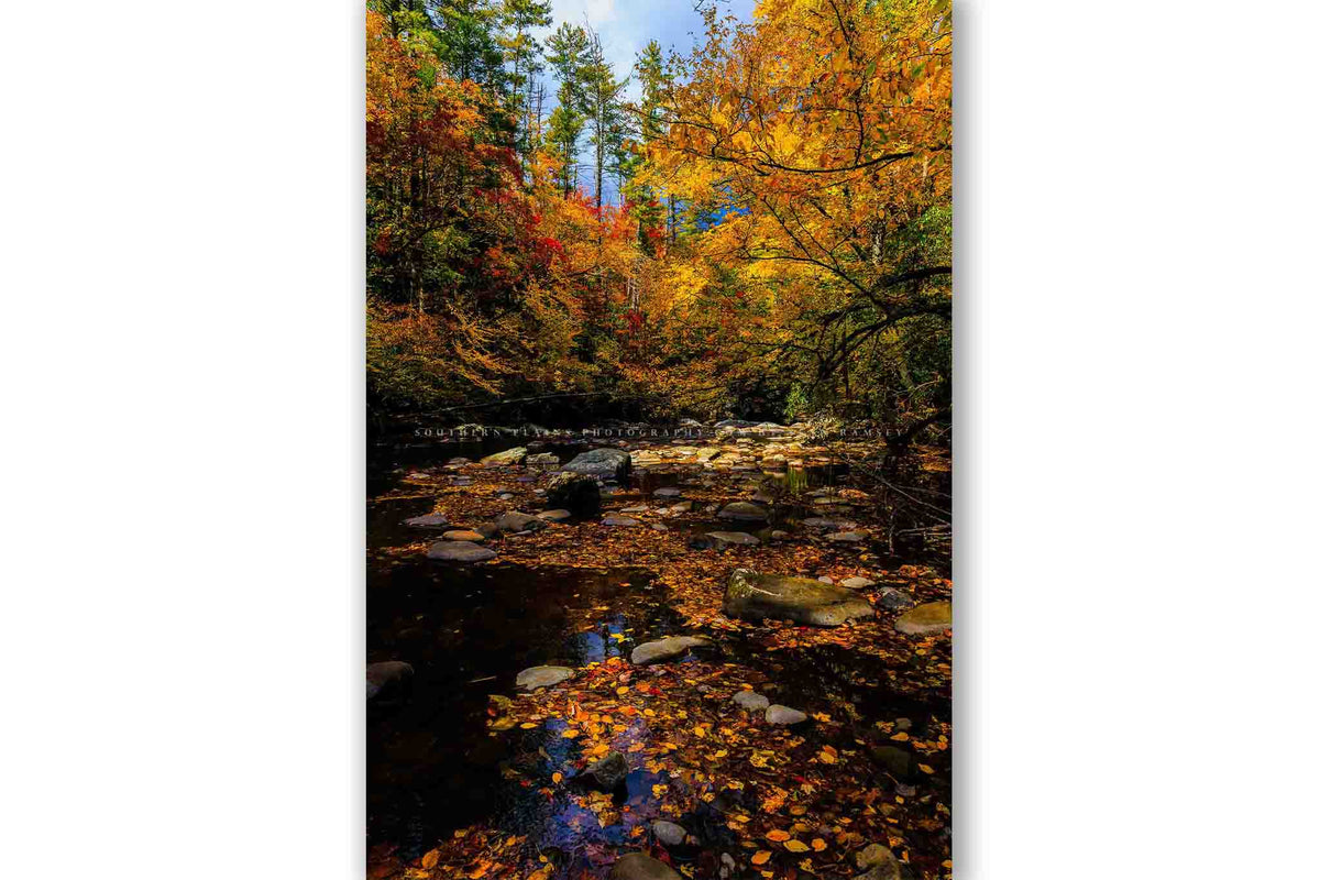 Vertical autumn forest landscape photography print of fall colors along a creek in the Great Smoky Mountains of North Carolina by Sean Ramsey of Southern Plains Photography.