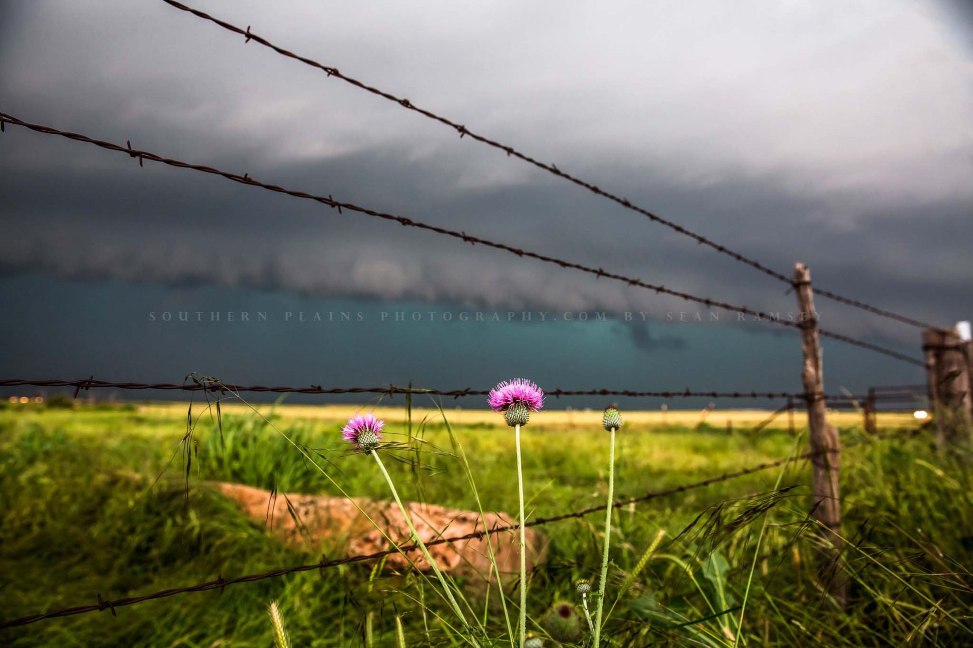 Country photography print of pink thistle wildflowers along a barbed wire fence as a storm approaches on a stormy spring day in Texas by Sean Ramsey of Southern Plains Photography.
