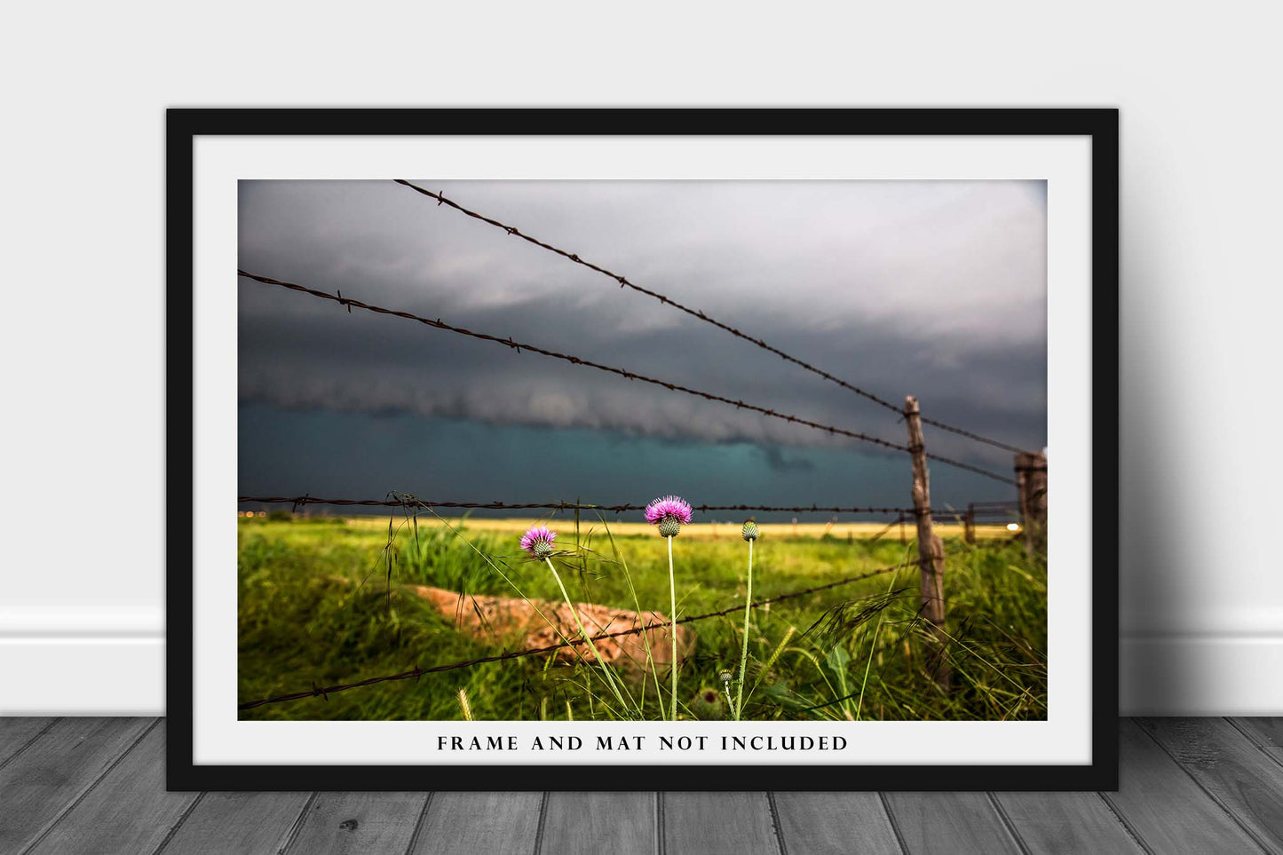 Western Photography Print - Wall Art Picture of Pink Thistle Flower and Barbed Wire Fence with Approaching Storm in Texas Country Decor