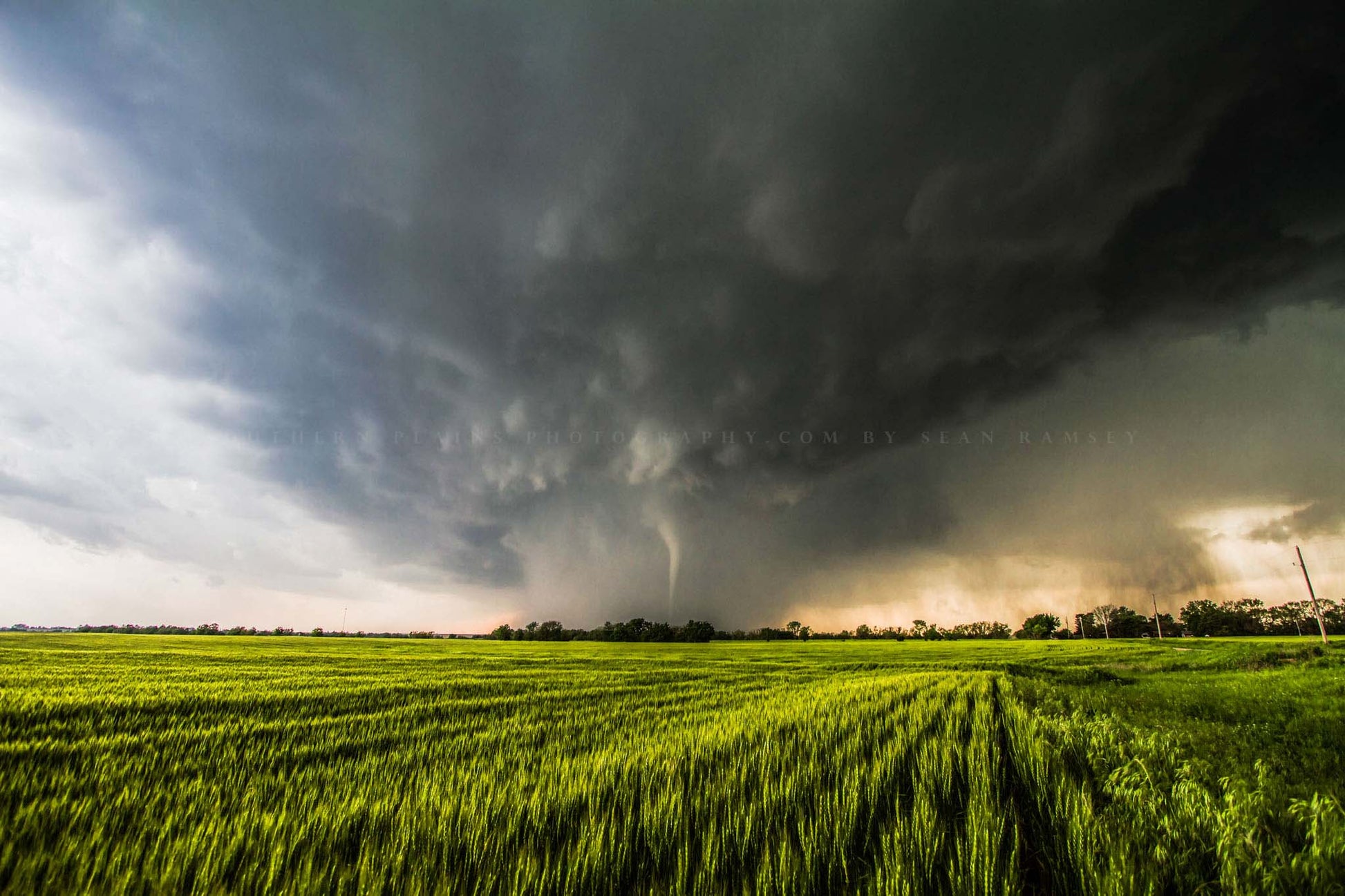 Storm photography print of a tornado emerging from rain over a wheat field on a stormy spring day in Kansas by Sean Ramsey of Southern Plains Photography.